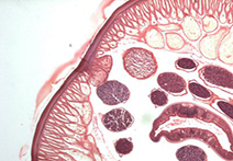 microscopy image