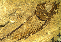 INFINITY X-21 sample image of fosil