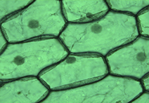 INFINITY X-21 sample image of leaf