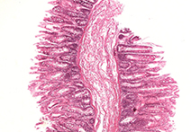 INFINITY 3-1UR sample image of Mammal Colon