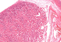 INFINITY 3-1UR sample image of Mammal Kidney