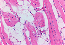 INFINITY 3-3UR sample image of mammalian tissue
