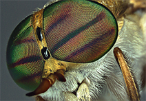 INFINITY2 sample image of biting fly