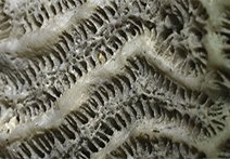 INFINITY X-21 sample image of coral