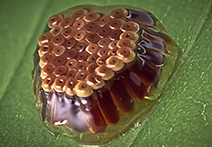INFINITY 2 sample image of insect egg mass