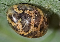 INFINITY 2 sample image of insect egg