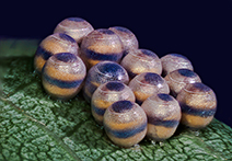 INFINITY 2 sample image of insect eggs