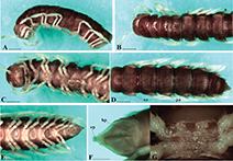 INFINITY 3-3UR sample image of millipede