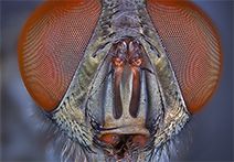 INFINITY 2 sample image of insect