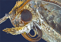 INFINITY 2 sample image of moth