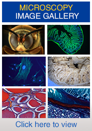 link to microscopy image gallery