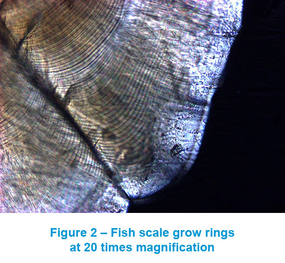 Analyzing Fish Scales Through Microscopy to Determine Aquatic