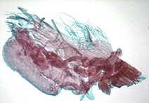 microscopy image
