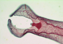 INFINITY X-32 sample image of stained tissue