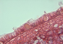 microscopy pic
