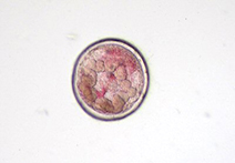 microscopy pic